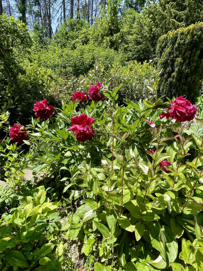 Gartenimpressionen