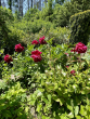 Gartenimpressionen